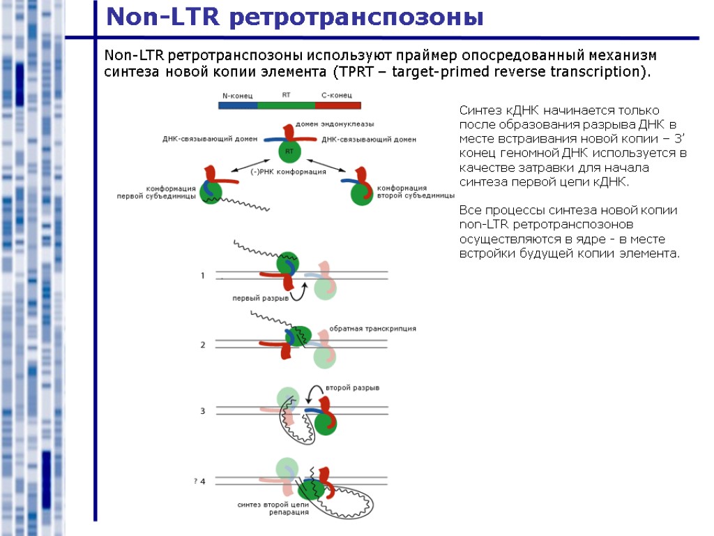 Non-LTR ретротранспозоны Non-LTR ретротранспозоны используют праймер опосредованный механизм синтеза новой копии элемента (TPRT –